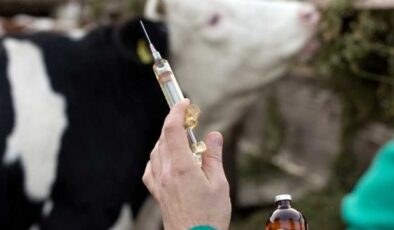 HAYVAN HASTALIKLARINA KARŞI AŞI TAKVİMİ AÇIKLANDI