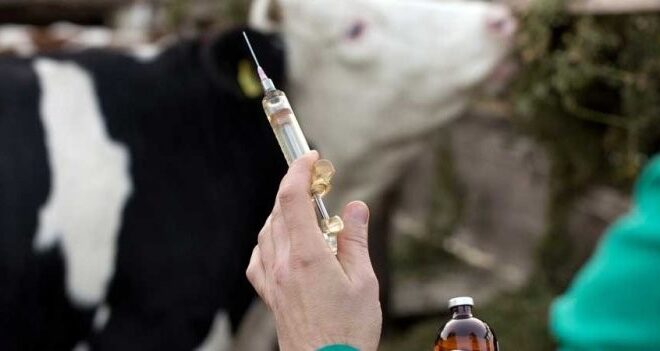 HAYVAN HASTALIKLARINA KARŞI AŞI TAKVİMİ AÇIKLANDI