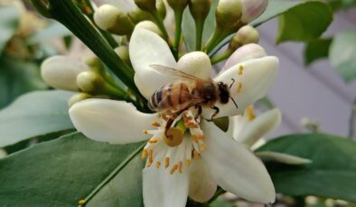 İLAÇLAMALARI AKŞAM SAATLERİNDE YAPIN