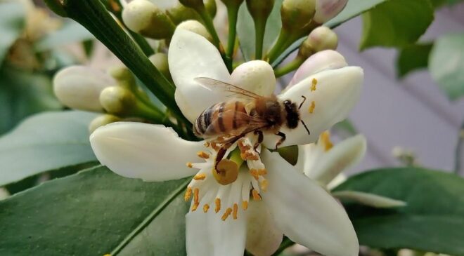İLAÇLAMALARI AKŞAM SAATLERİNDE YAPIN