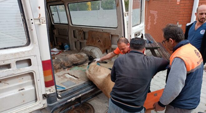 Köpek dövüşüne jandarma baskını: 15 gözaltı