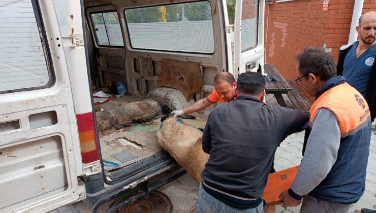 Köpek dövüşüne jandarma baskını: 15 gözaltı