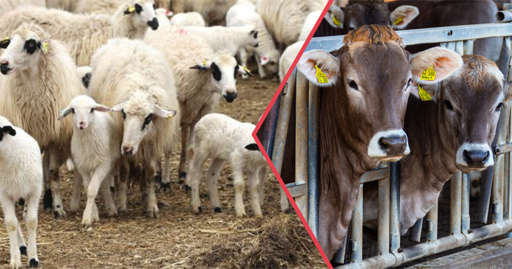 DEPREM BÖLGESİNE HAYVANCILIK DESTEĞİ SAĞLANACAK