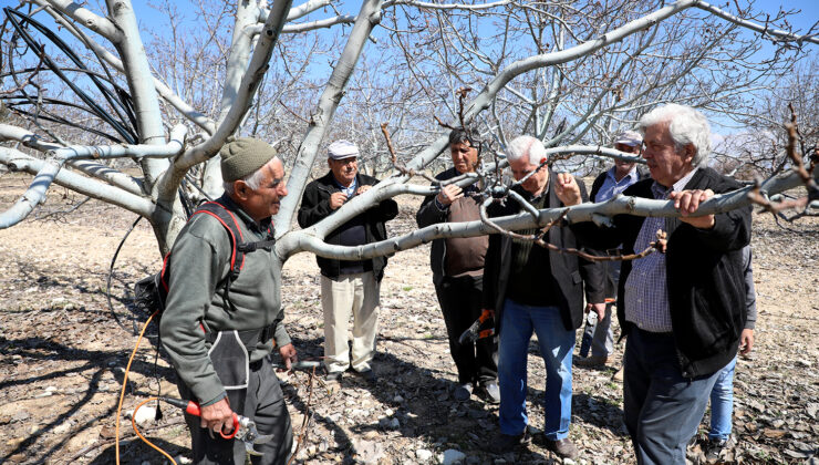 PAÜ’LÜ DEKANDAN CEVİZ YETİŞTİRİCİLERİNE BUDAMA KURSU