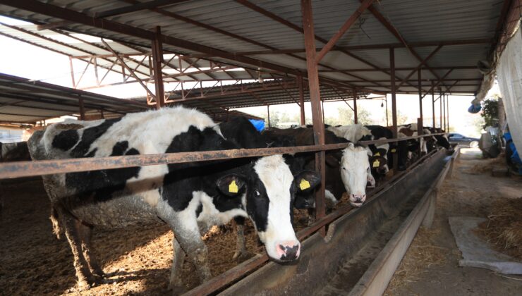 PAMUKKALE’DE 60 BİN HAYVANIN AŞILANMASINA BAŞLANDI