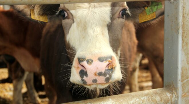 DENİZLİ’DE HAYVAN PAZARLARI SÜRESİZ KAPATILDI