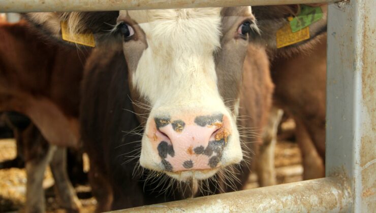 DENİZLİ’DE HAYVAN PAZARLARI SÜRESİZ KAPATILDI