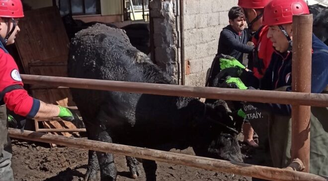 Atık kuyusuna düşen ineği itfaiye kurtardı