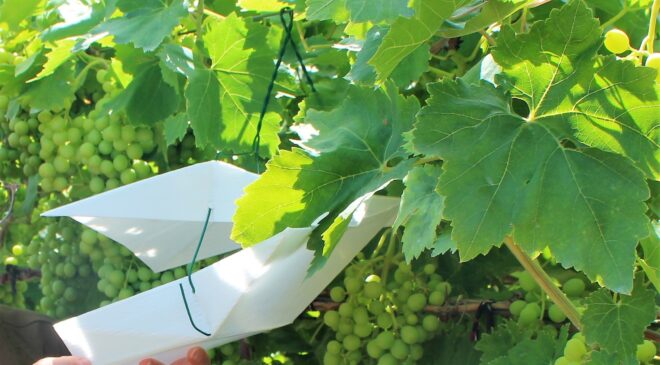 SALKIM GÜVESİYLE MÜCADELE SÜRÜYOR