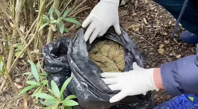 Jandarmanın bağ evine düzenlediği operasyonda 11 kilo esrar ele geçirildi 18.03.2023 08:45