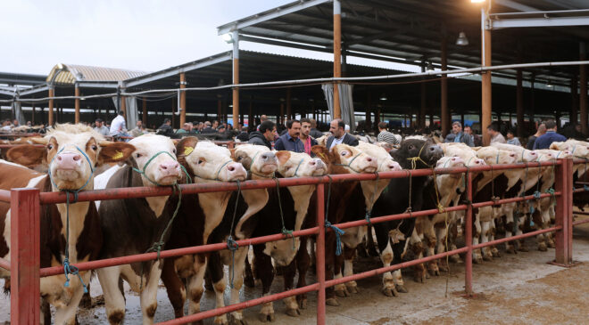 TÜM HAYVAN PAZARLARI KAPATILDI