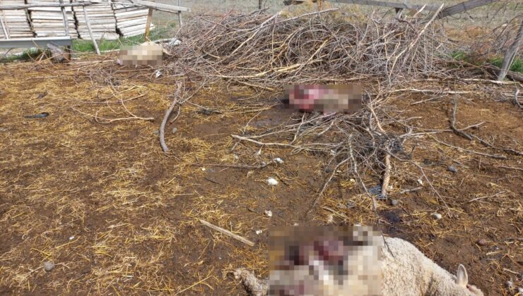 AHIRA GİREN KURTLAR KOYUNLARI TELEF ETTİ