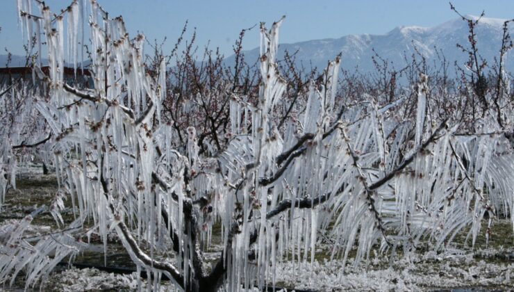 AĞAÇLARI DONDAN BUZLA KORUYORLAR