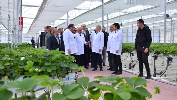 BAKAN KİRİŞCİ, DENİZLİ’NİN ÇİLEK VE DOMATES SERALARINI İNCELEDİ