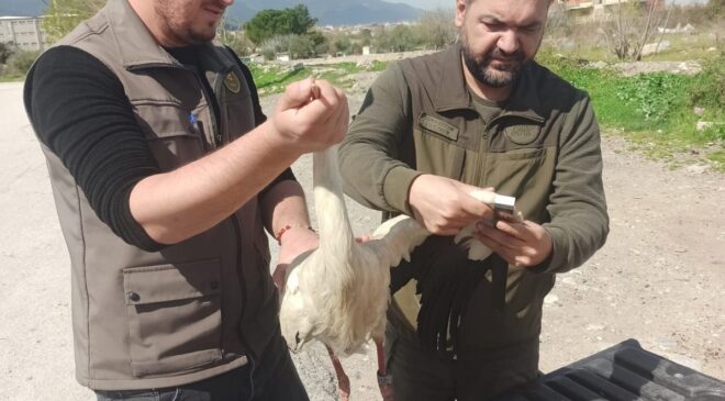 Tedavisi tamamlanan leylek özgürlüğe uçtu