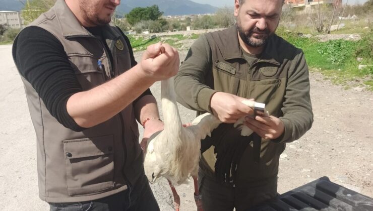 Tedavisi tamamlanan leylek özgürlüğe uçtu