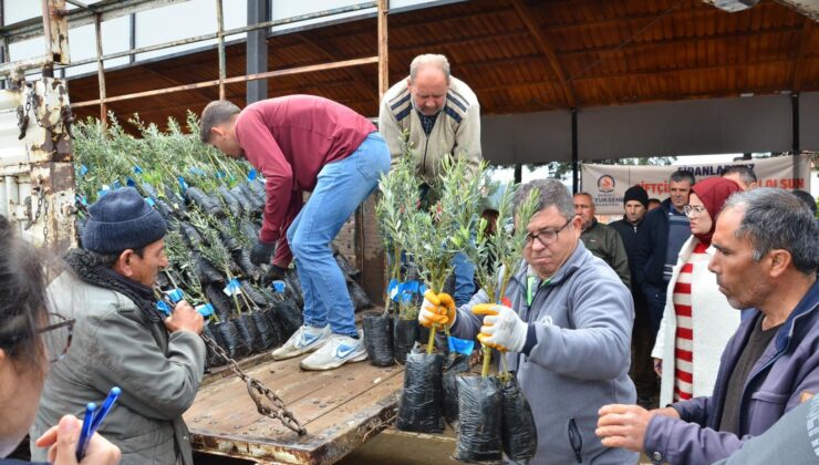573 ÇİFTÇİYE 45 BİN ADET ZEYTİN FİDANI DAĞITILIYOR