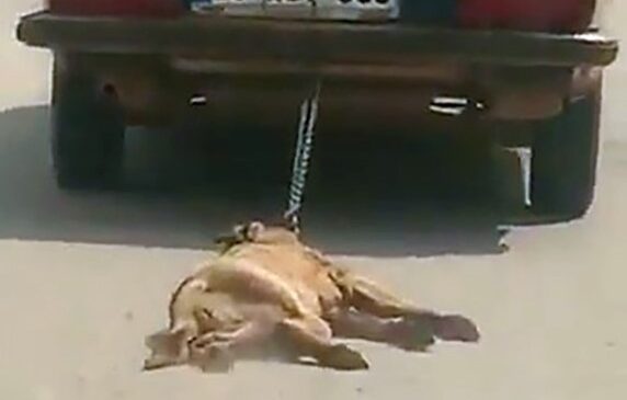KÖPEĞİ ARACA BAĞLAYIP SÜRÜKLEYEREK ÖLDÜRDÜ