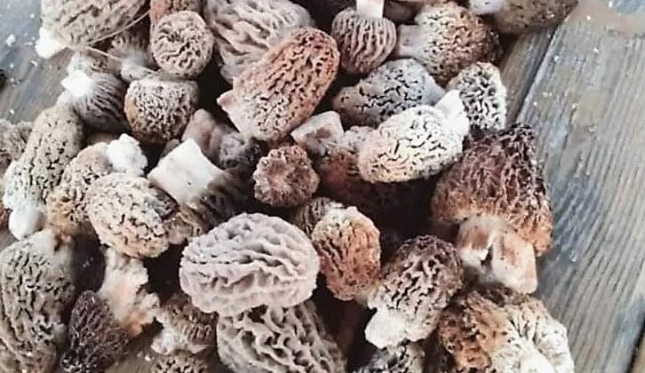 FİYATI 700 LİRAYI BULAN KUZUGÖBEĞİ GELİR KAPISI OLDU