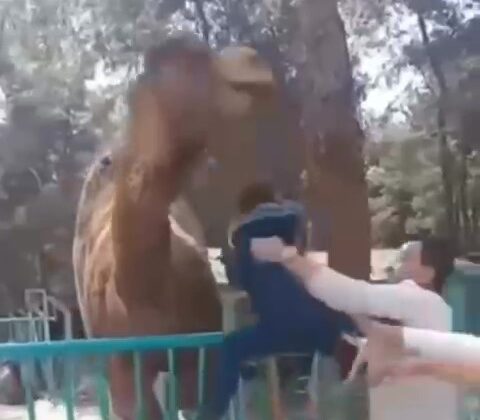 DEVEYE FAZLA YAKLAŞINCA AZ DAHA CANINDAN OLUYORDU