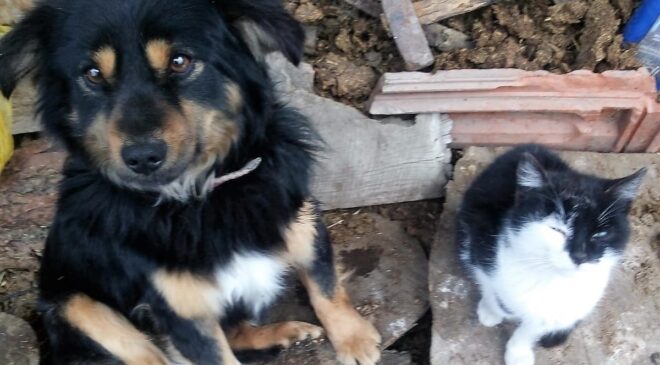 KAYIP KÖPEĞİNİ BULANA ÖDÜL VERECEK