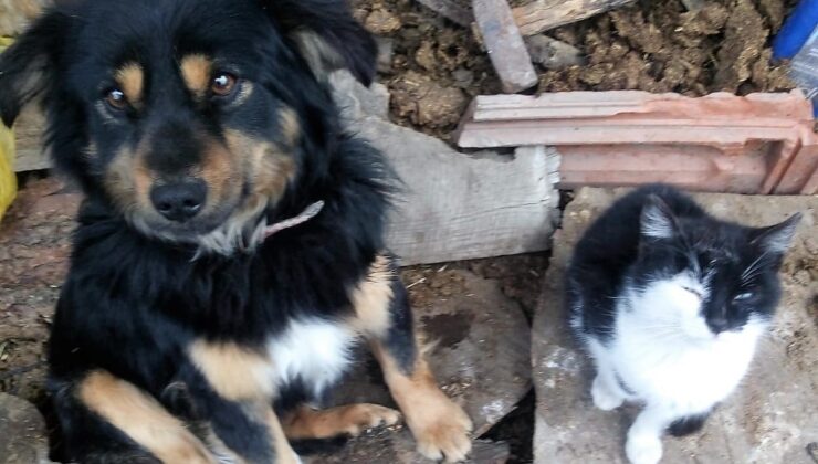 KAYIP KÖPEĞİNİ BULANA ÖDÜL VERECEK