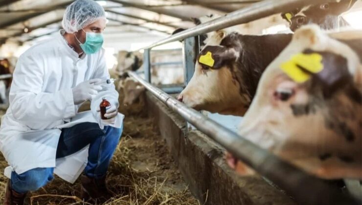 HAYVAN PAZARLARI DEĞİL HAREKETLİLİĞİ AÇILDI