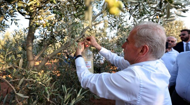 Büyükşehir zeytin üreticilerini bu yıl da unutmadı