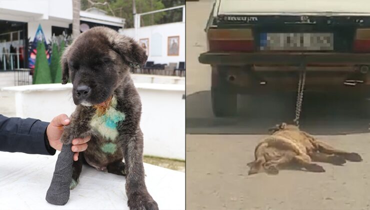 “HAYVANA EZİYETİN TAKİPÇİSİYİZ”