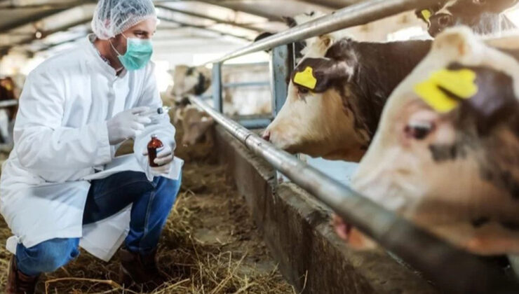 ŞAP HASTALIĞI, SOLUNUM VE TEMAS YOLUYLA BULAŞIYOR