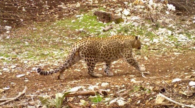 DENİZLİ’DE ANADOLU PARS’I ARANACAK