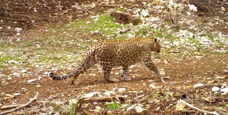 DENİZLİ’DE ANADOLU PARS’I ARANACAK
