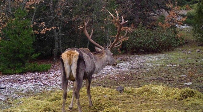Fotokapanlara yansıyan görüntüler belgeseli aratmadı