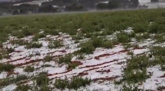 Dolu yağışı üzüm bağlarını vurdu