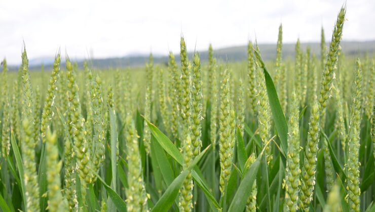 Yağışlar arpada ve buğday üreticilerinin yüzünü güldürdü