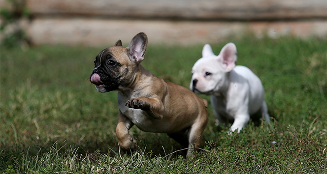 HAYVAN SAHİPLERİ DİKKAT!