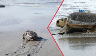 TARIM VE ORMAN BAKANLIĞINDAN DENİZ KAPLUMBAĞALARINA KORUMA