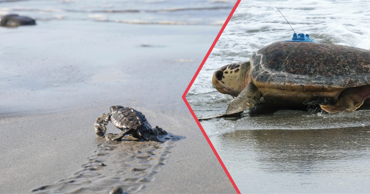 TARIM VE ORMAN BAKANLIĞINDAN DENİZ KAPLUMBAĞALARINA KORUMA