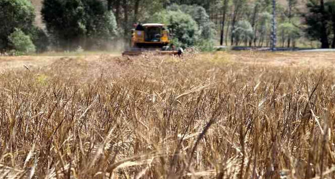 TMO TARİHİNİN EN YÜKSEK HUBUBAT ALIMINI GERÇEKLEŞTİRDİ