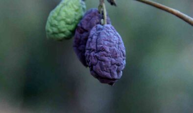 KURAKLIK ZEYTİN VE ZEYTİNYAĞI ÜRETİMİNİ OLUMSUZ ETKİLİYOR