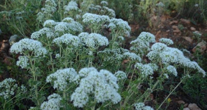COĞRAFİ İŞARETİ ALAN DENİZLİ ÜRÜNLERİ AVRUPA KAPISINI AÇIYOR