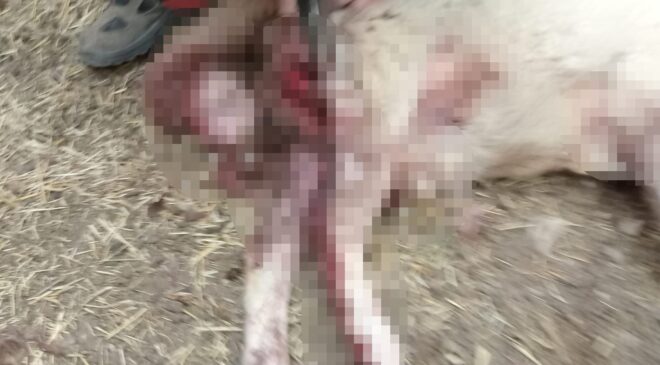 SOKAK KÖPEKLERİ KOYUNU TELEF ETTİ