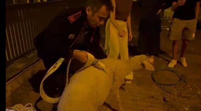 KUYUYA DÜŞEN KUZUNUN İMDADINA İTFAİYE YETİŞTİ