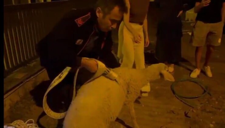 KUYUYA DÜŞEN KUZUNUN İMDADINA İTFAİYE YETİŞTİ