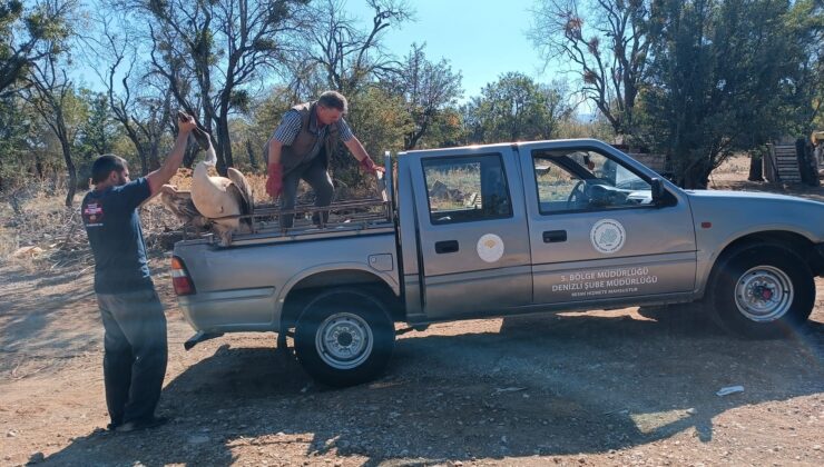 YARALI PELİKAN TEDAVİ ALTINA ALINDI