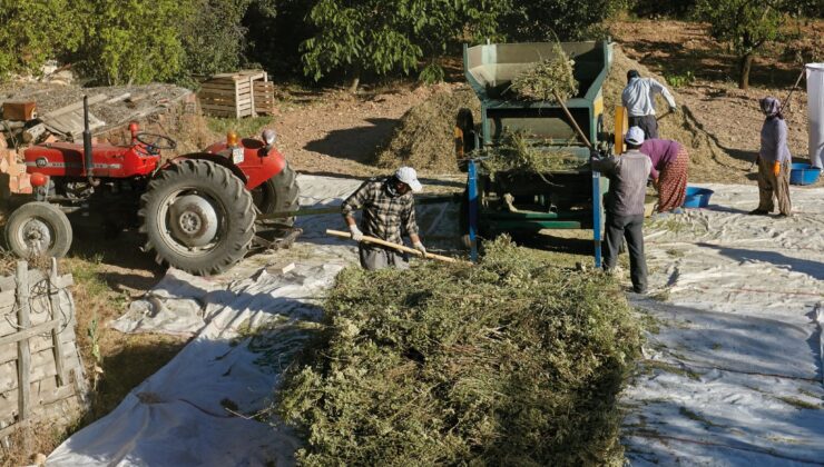 HASADI TAMAMLAYAN KEKİK ÜRETİCİLERİ UMDUĞUNU BULAMADI !