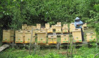 BAL ORMANLARININ SAYISI 752’YE ULAŞTI