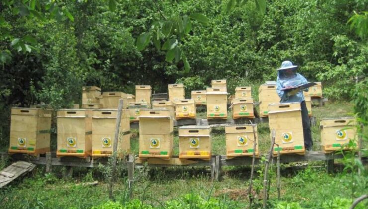 BAL ORMANLARININ SAYISI 752’YE ULAŞTI