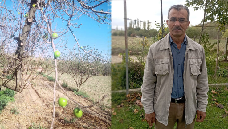 BULDAN’DA PAPAZ ERİĞİ 2. HASADINI VERDİ