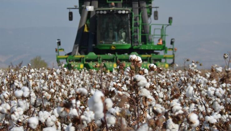 PAMUK ÜRETİCİSİ ZORDA